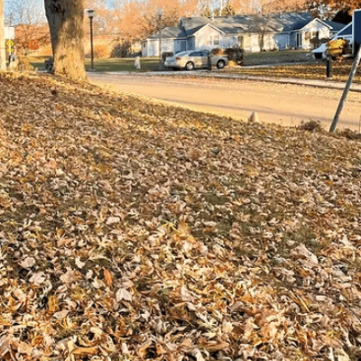 YARD CLEAN UP